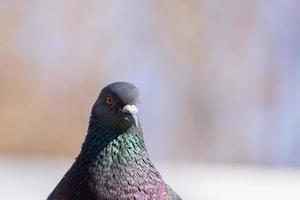 detailopname schoten van vogelstand foto