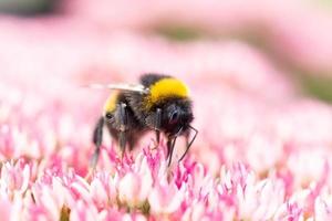 hommel op een bloem foto