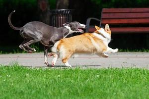 hond windhond en corgi. foto