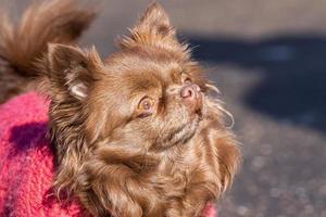 chihuahua hond park foto