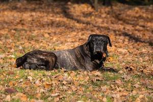 hond riet corso foto