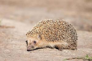 egel Aan de gras. foto