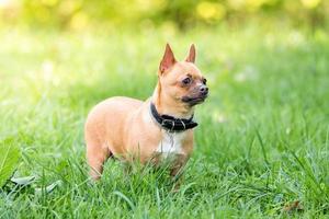 chihuahua hond Aan de gras foto