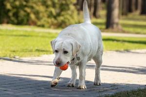 labrador retriever hond met bal foto