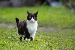 zwart-witte kat foto