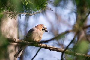 Euraziatisch gaai garrulus glandarius foto