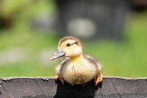 eendje Aan de gras foto