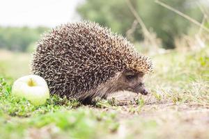 egel op het gras foto