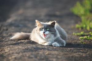 grijs kat Aan de gras foto
