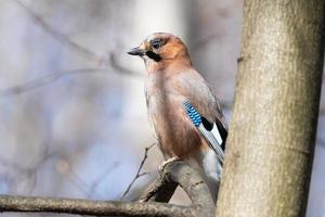 Euraziatisch gaai garrulus glandarius foto