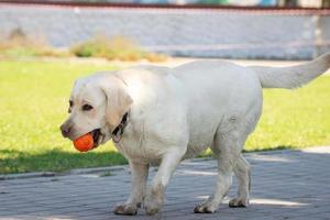 labrador retriever hond met bal foto