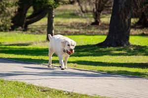 labrador retriever hond met bal foto