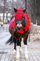 pony in winter park foto