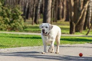 labrador retriever hond met bal foto