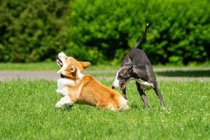 hond windhond en corgi foto