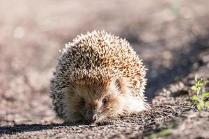 egel op het gras foto