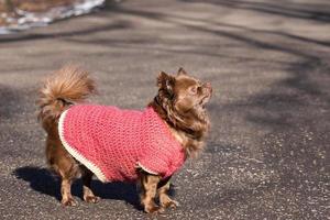 chihuahua hond park foto