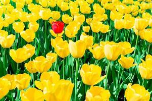 geel tulpen dichtbij omhoog achtergrond foto