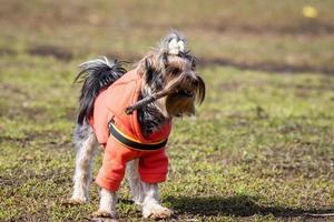 yorkshire terrier in het park foto