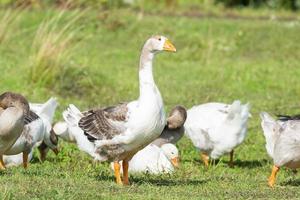 gans Aan gras foto