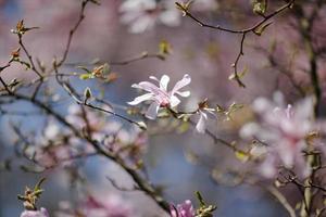 bloeiende magnoliaboom foto