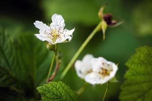 witte brambleberry bloemen