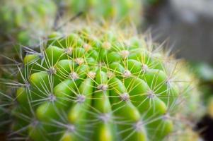 close-up cactus boom foto