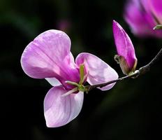 bloeiende magnolia bloemen foto