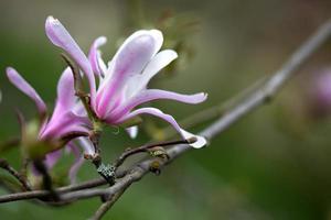 magnolia bloeit foto