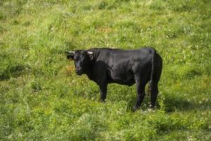 een zwart stier begrazing in een groen gras veld- foto