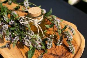 mentha fabriek in een huis tuin foto