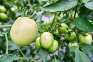 detailopname van vers groen tomaten groeit in de tuin. foto