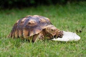 schildpad aan het eten een blad van groente of gras Aan een groen achtergrond. dier voeden centrochelys sulcata foto