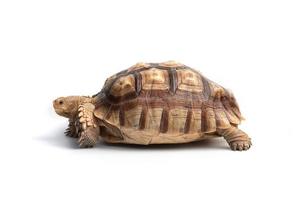 schildpad centrochelys sulcata geïsoleerd Aan wit achtergrond foto