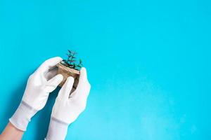 vrouw handen in handschoenen houden een pot met spruiten Aan een blauw achtergrond. foto