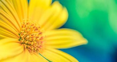 geel bloem bloemblaadjes, detailopname van chrysant, mooi pastel groen blauw abstract achtergrond. panoramisch natuur bloemen tuin macro. helder bloeien, liefde romance sjabloon. mooi sereen natuur foto