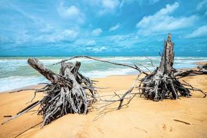 dood boom Bij mooi strand foto