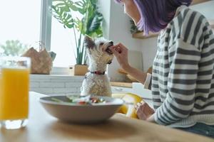 jong vrouw voeden haar schattig hond terwijl zittend Bij de keuken eiland foto