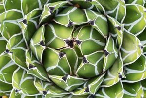 close-up van symmetrische groene cactus