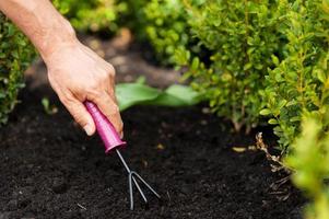 tuinieren. een middelbare leeftijd Mens werken in de tuin foto