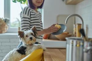 detailopname van schattig weinig hond op zoek Bij camera terwijl vrouw het wassen gerechten in de achtergrond foto