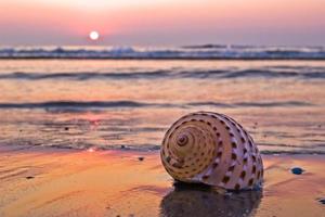 shell op strand foto
