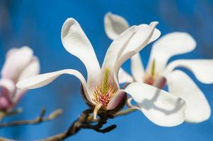 bloeiende magnoliaboom tegen blauwe hemel foto