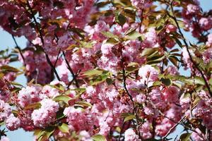 amandelboom (prunus dulcis) roze bloemen onder blauwe hemel
