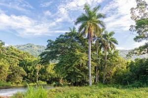 koninklijke palmboom, Cubaanse nationale boom