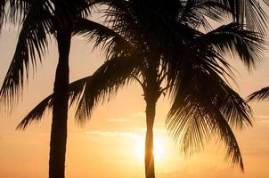 palmbomen in de ochtend foto