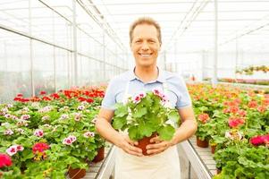 het is mijn favoriete bloem. knap volwassen Mens in schort Holding een ingemaakt fabriek en glimlachen terwijl staand in een kas foto