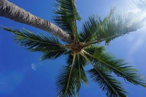 palmboom (tahiti) foto