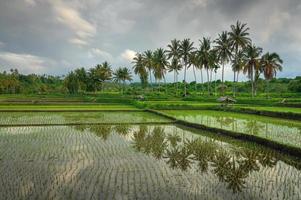 reflectie in de rijstvelden