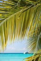 tropisch wit zandstrand met kokospalmen.